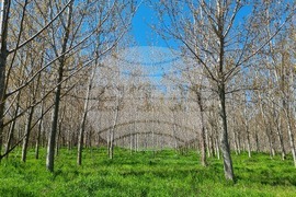 Село Маноле - "Седмица на гората"