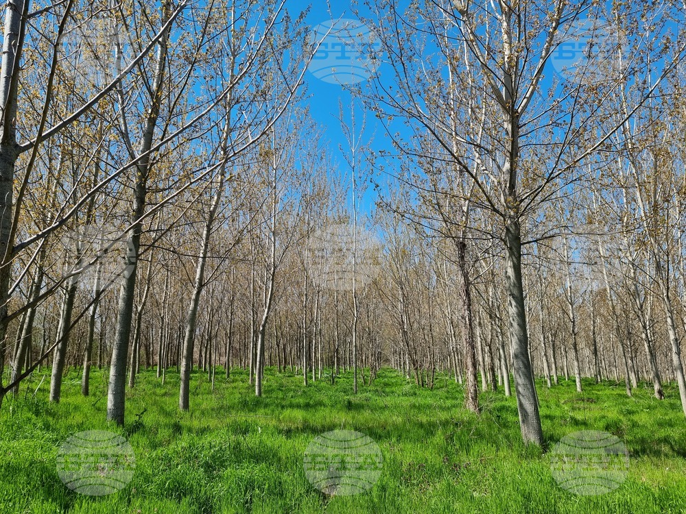 Село Маноле - "Седмица на гората"