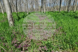 Село Маноле - "Седмица на гората"