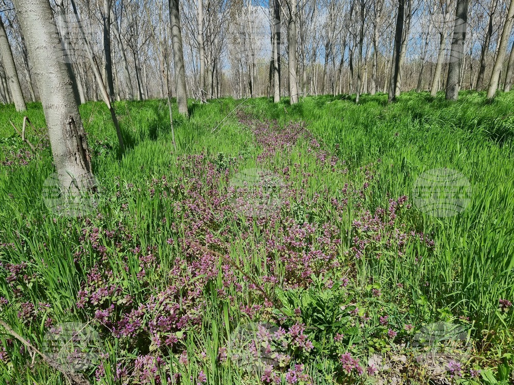 Село Маноле - "Седмица на гората"