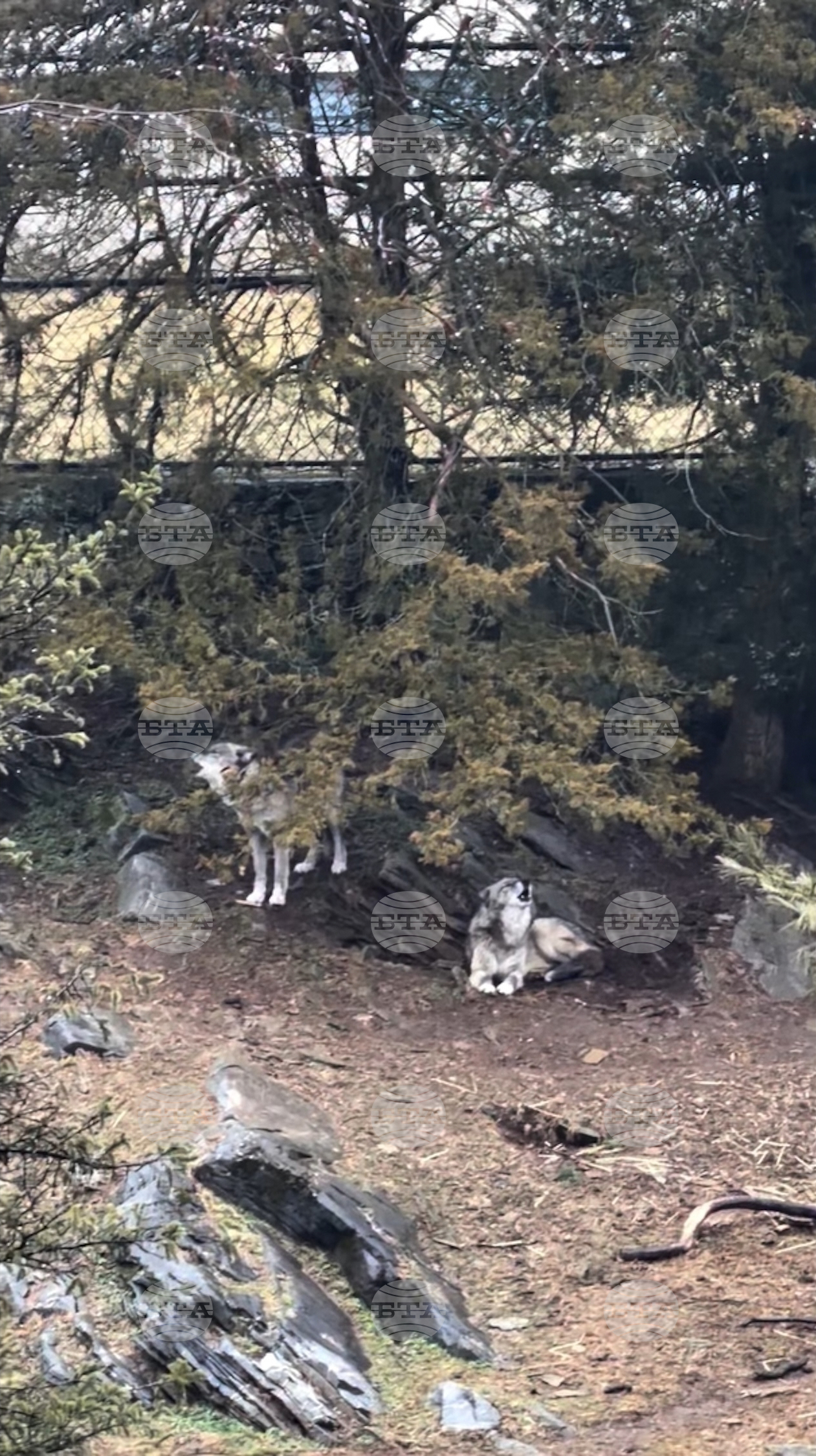 Toddler Wolf Enclosure