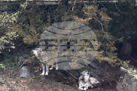 Toddler Wolf Enclosure