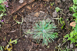 Разград - залесяване - община