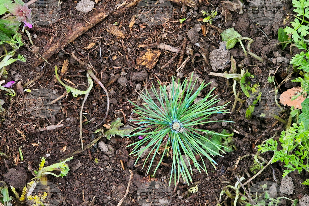 Разград - залесяване - община