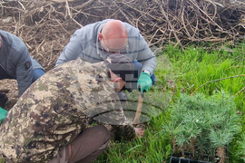 Разград - залесяване - община