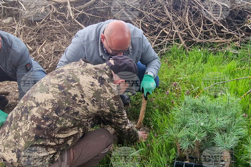 Разград - залесяване - община