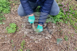 Разград - залесяване - община