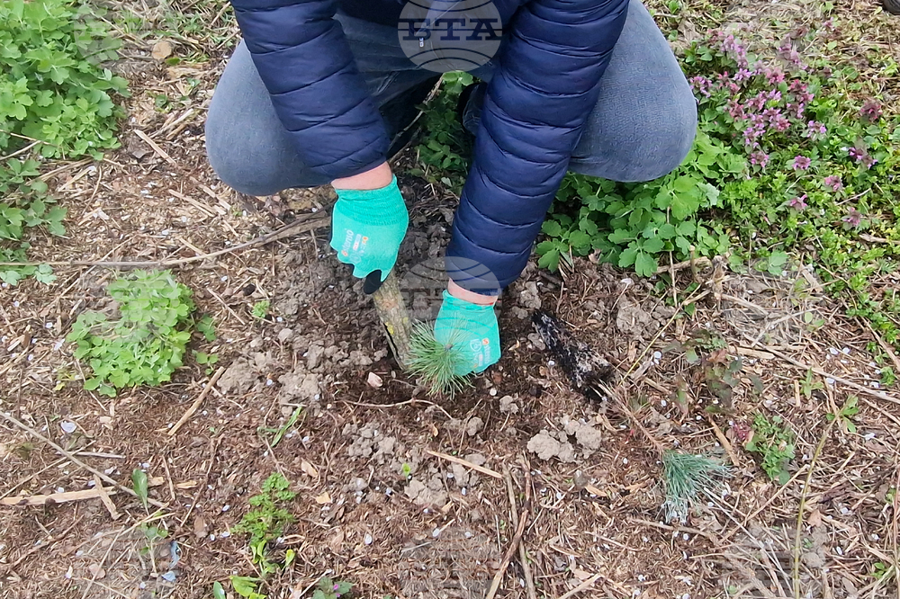 Разград - залесяване - община