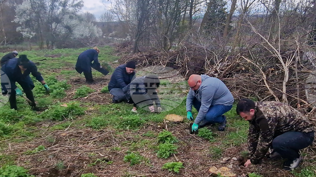 Ръководството на община Разград и общински съветници залесиха с над 500 фиданки черен бор общински горски масив