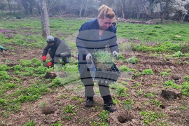 Разград - залесяване - община