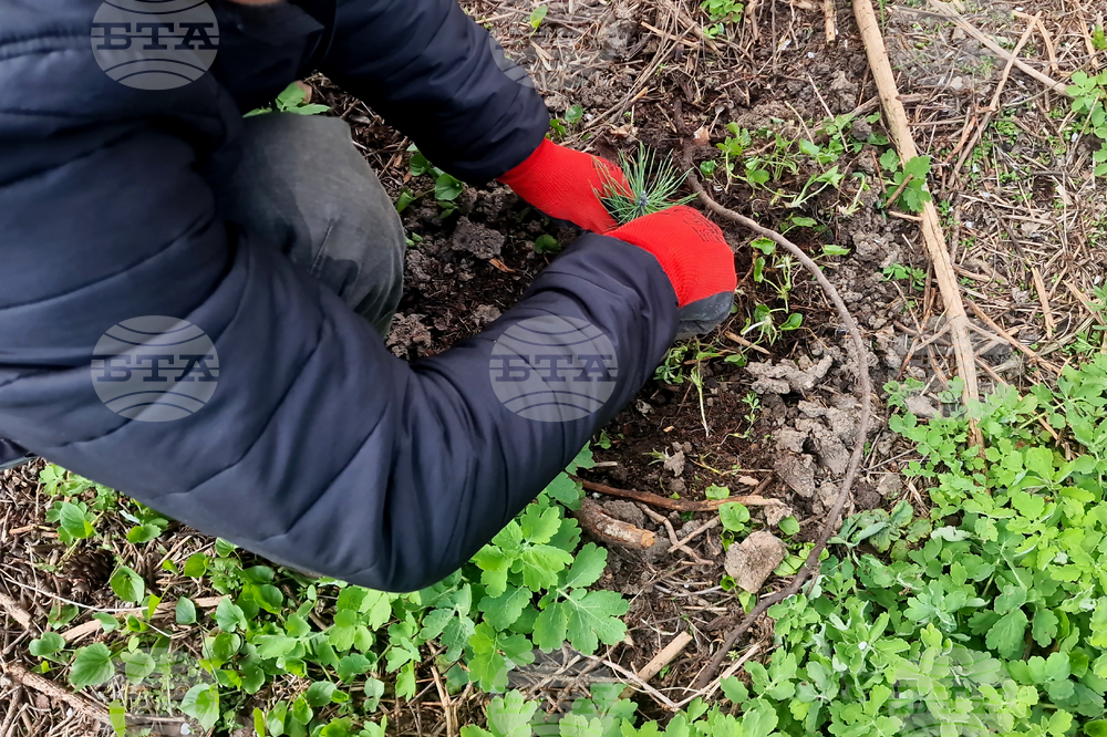 Разград - залесяване - община