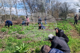 Разград - залесяване - община