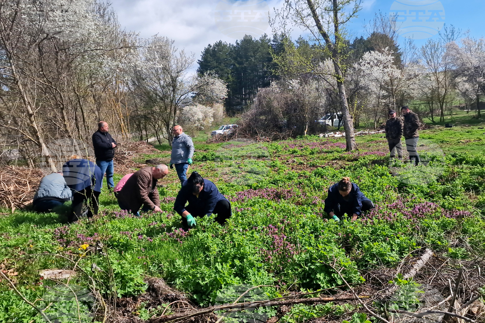 Разград - залесяване - община