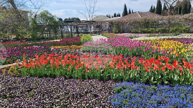 За 13-а година Университетската ботаническа градина в Балчик представя "Парад на лалетата"