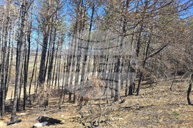 Село Илинденци - община Струмяни - залесяване