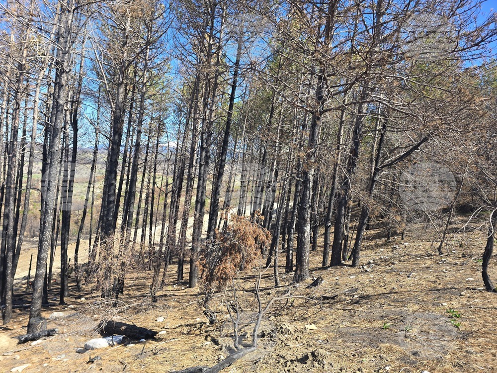 Село Илинденци - община Струмяни - залесяване