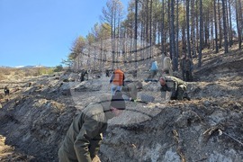 Село Илинденци - община Струмяни - залесяване