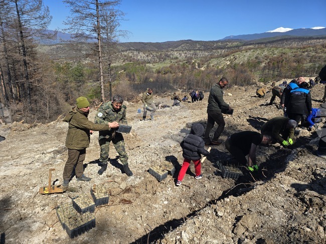 Село Илинденци - община Струмяни - залесяване