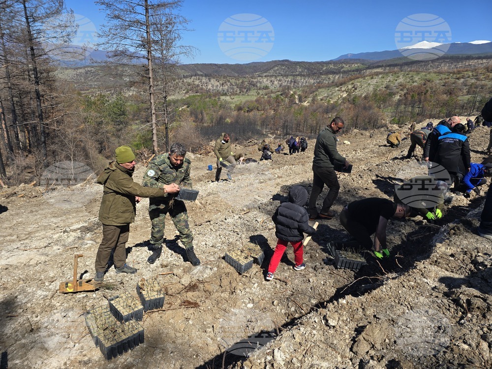 Село Илинденци - община Струмяни - залесяване