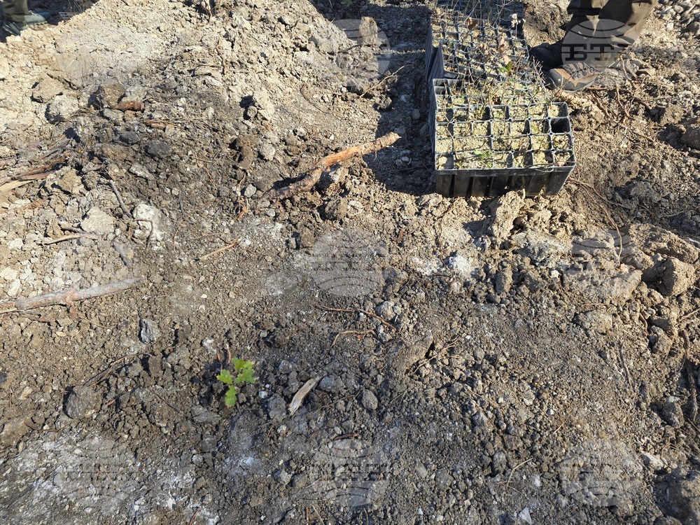 Село Илинденци - община Струмяни - залесяване