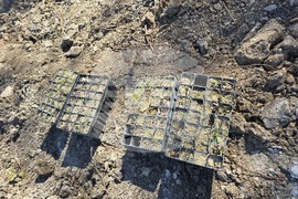 Село Илинденци - община Струмяни - залесяване