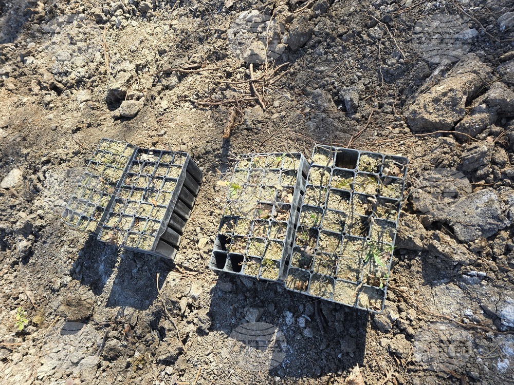 Село Илинденци - община Струмяни - залесяване