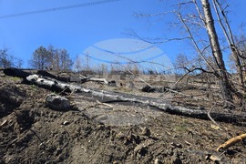 Село Илинденци - община Струмяни - залесяване