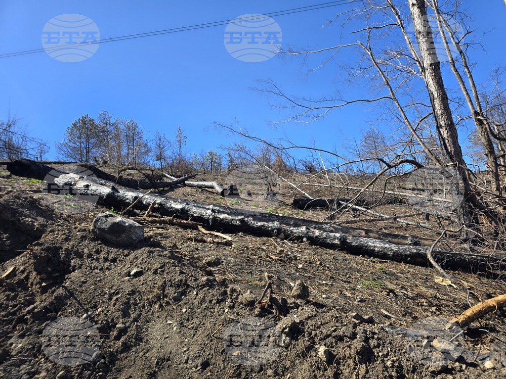 Село Илинденци - община Струмяни - залесяване