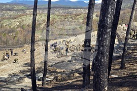 Село Илинденци - община Струмяни - залесяване