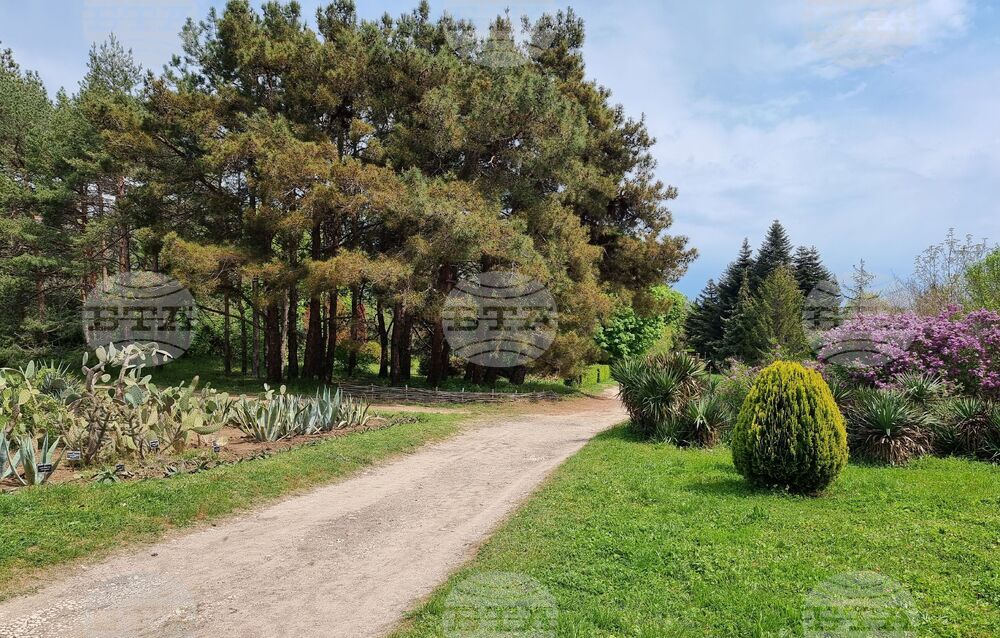 Варна - Университетска ботаническа градина - цветя