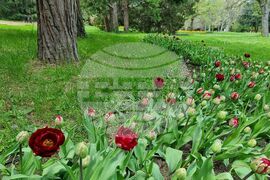 Варна - Университетска ботаническа градина - цветя