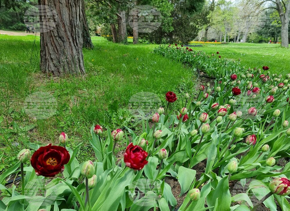 Варна - Университетска ботаническа градина - цветя