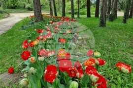 Варна - Университетска ботаническа градина - цветя