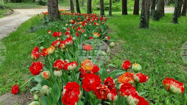 Над 35 хиляди цветя представя тази пролет Университетската ботаническа градина във Варна 