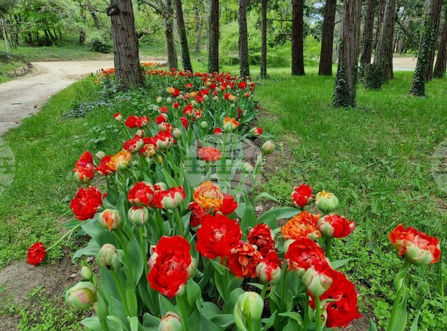 Над 35 хиляди цветя представя тази пролет Университетската ботаническа градина във Варна 