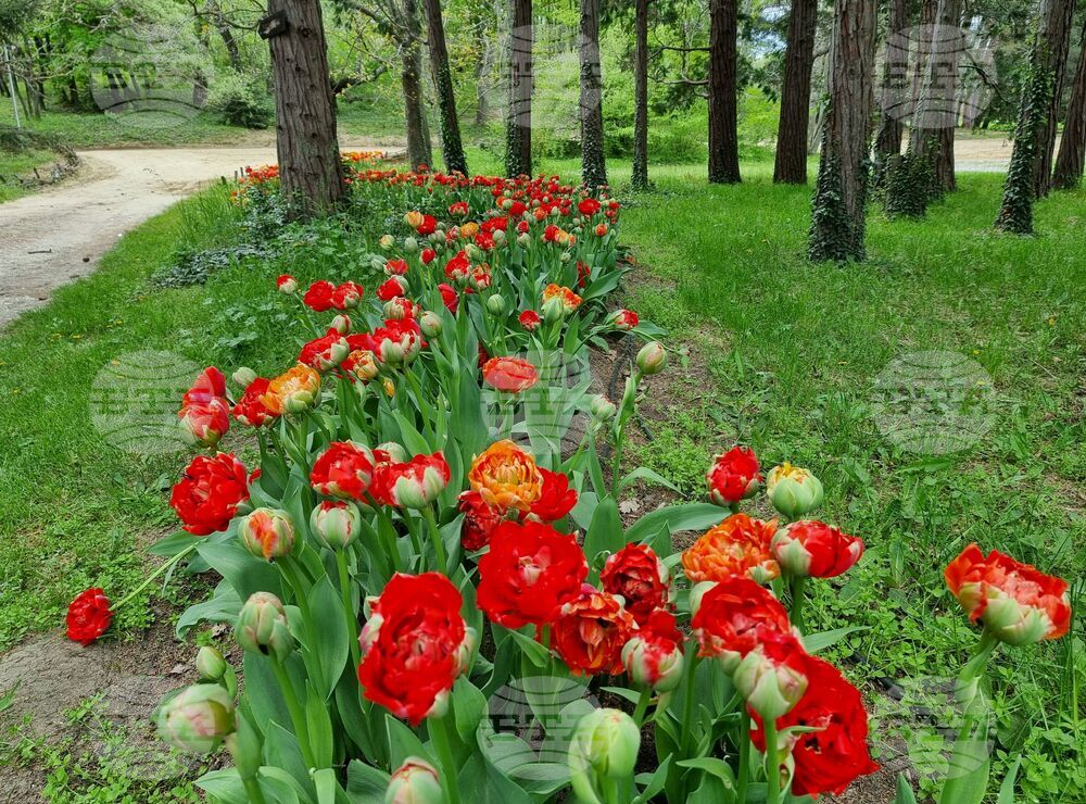 Варна - Университетска ботаническа градина - цветя