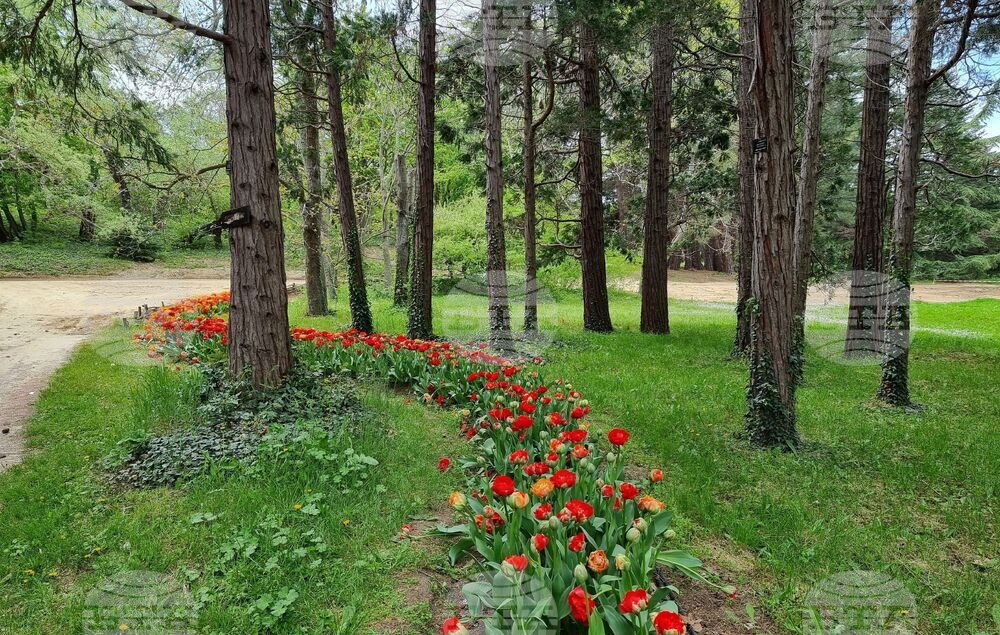 Варна - Университетска ботаническа градина - цветя