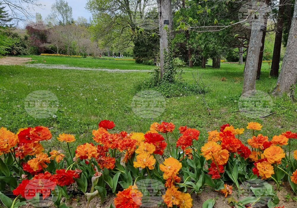 Варна - Университетска ботаническа градина - цветя