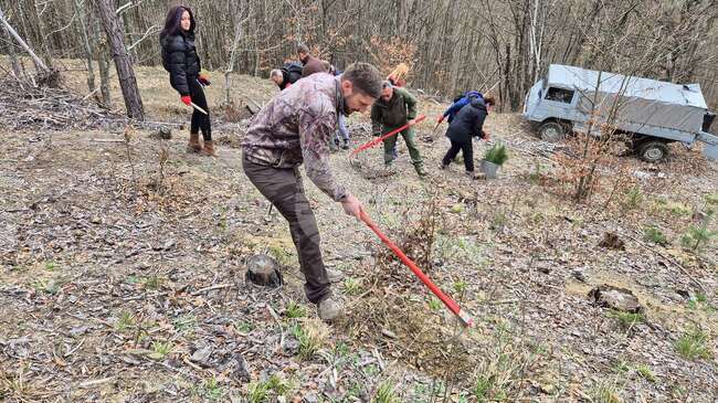 В Тетевенско залесиха с фиданки от бял бор по повод Седмицата на гората