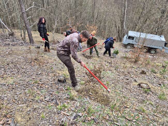 В Тетевенско залесиха с фиданки от бял бор по повод Седмицата на гората