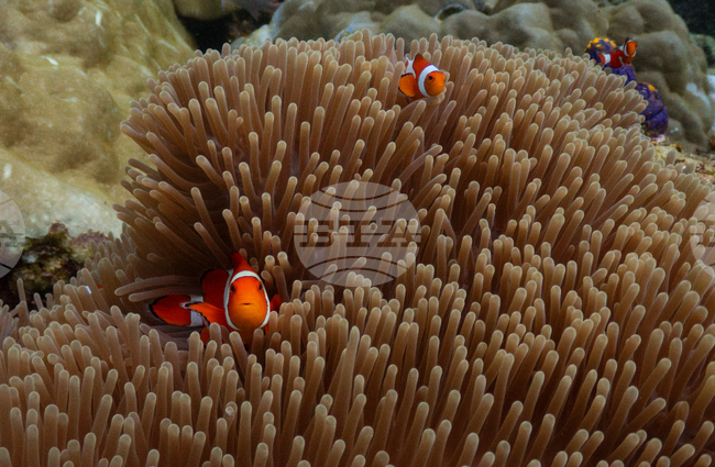 APTOPIX Climate Indonesia Mining