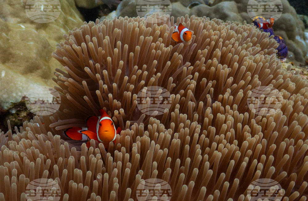 APTOPIX Climate Indonesia Mining