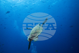 Climate Indonesia Mining