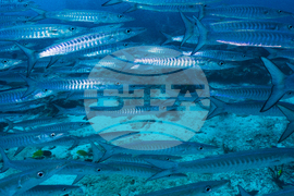 Climate Indonesia Mining