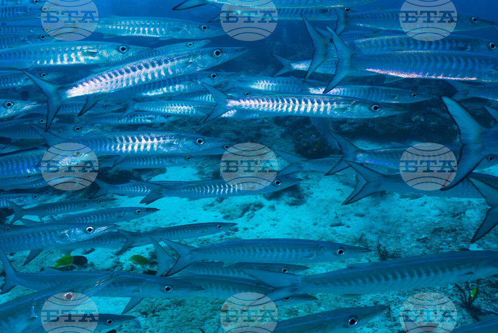 Climate Indonesia Mining