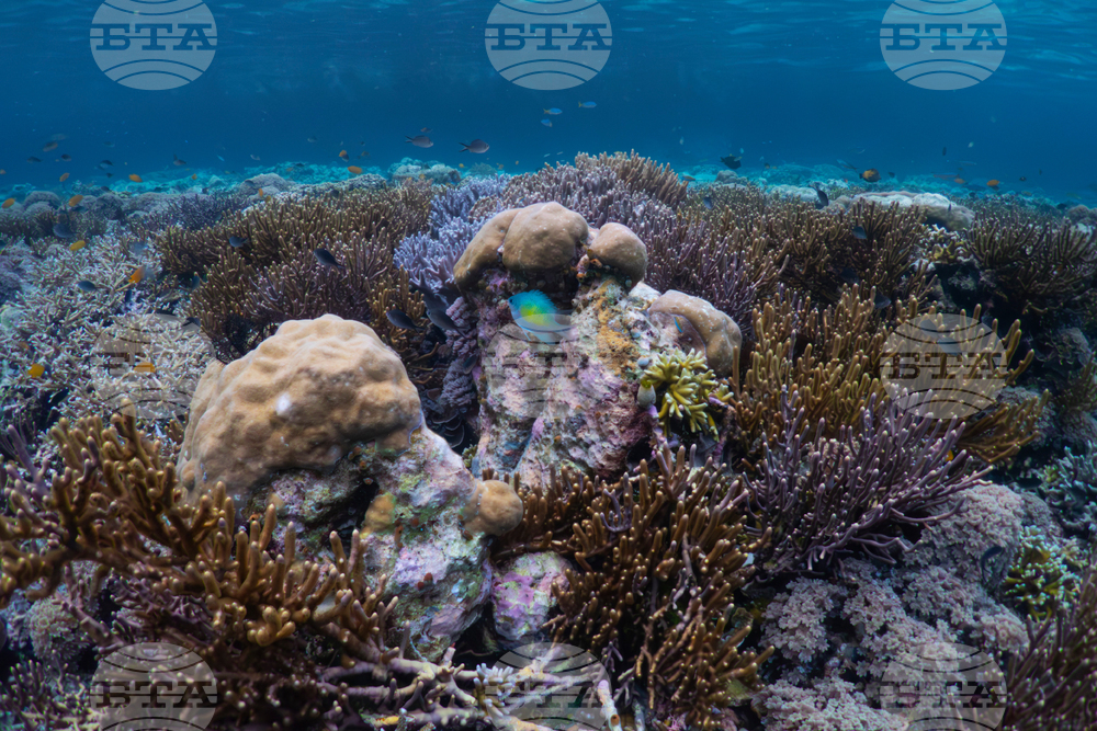 Climate Indonesia Mining