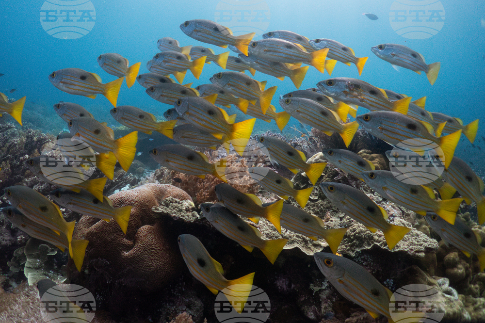 Climate Indonesia Mining