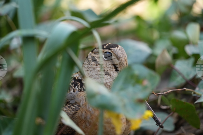 New York American Woodcock