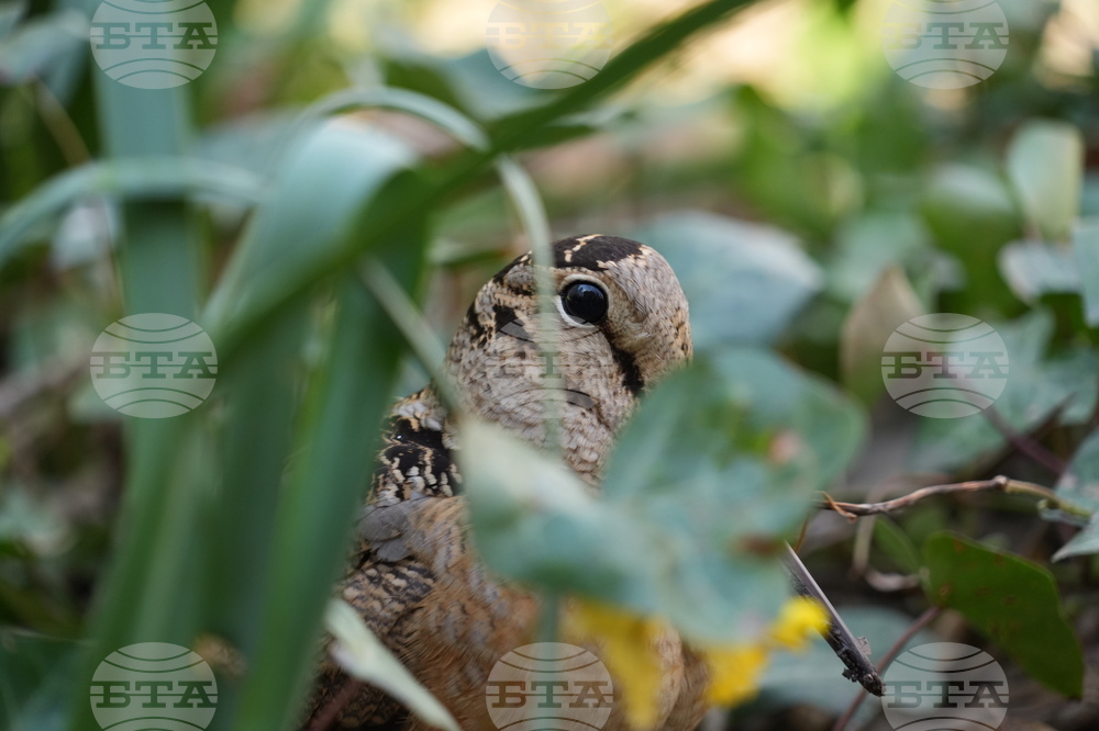 New York American Woodcock