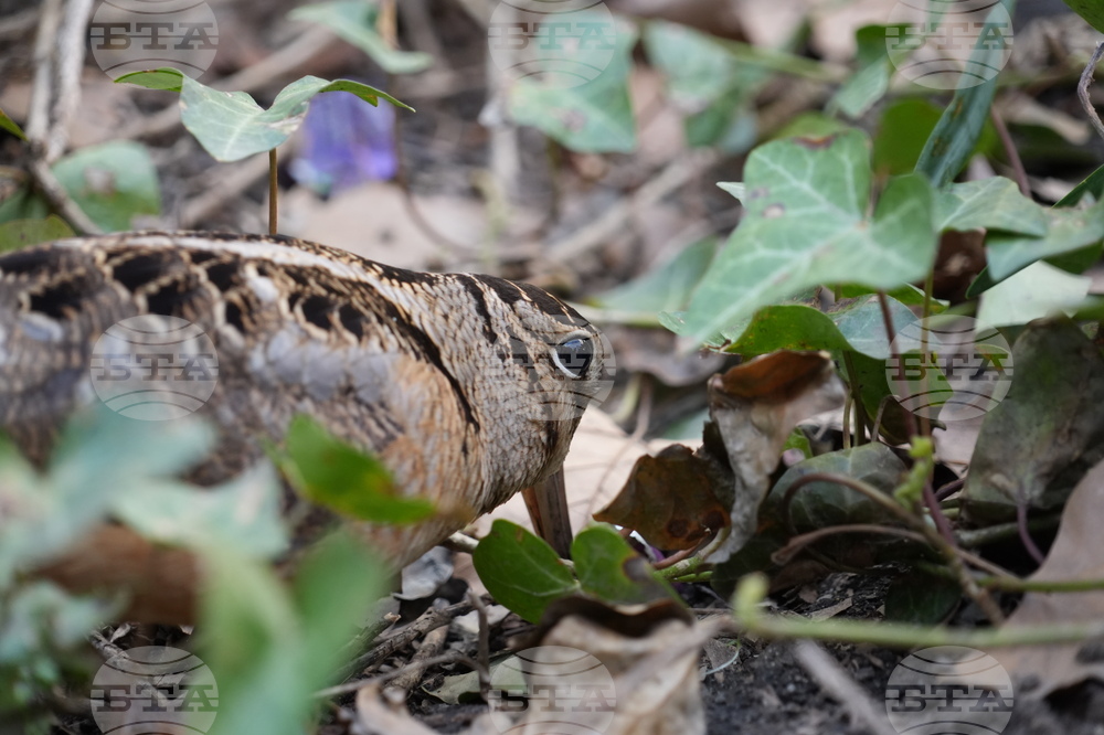 New York American Woodcock